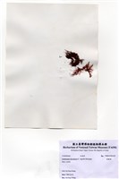 藏品(縱胞藻)的圖片